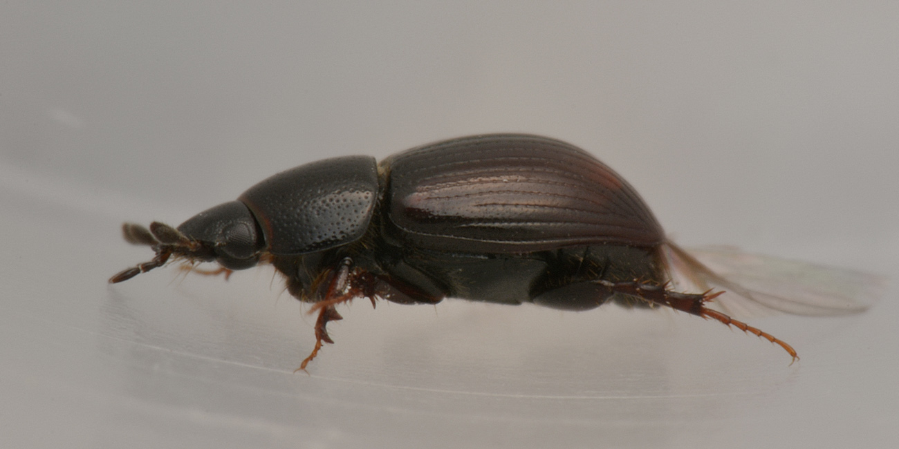 Aphodiidae: Planolinus sp. opp. Planolinoides sp.